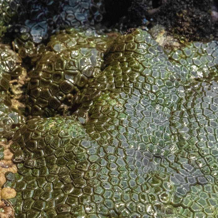 Artwork van Supreems