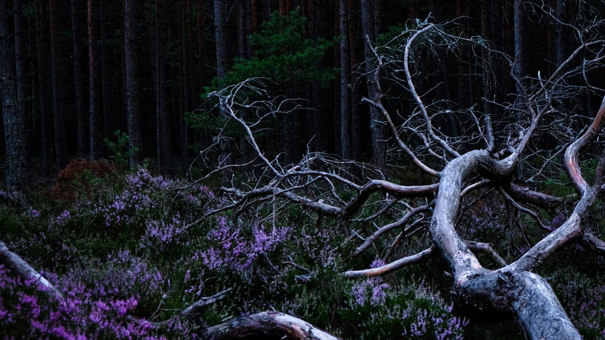 Artwork van Ego Death, in opdracht van Aho Ssan en Resina