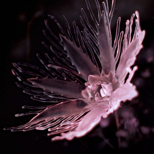 Artwork van Listless, in opdracht van Dania