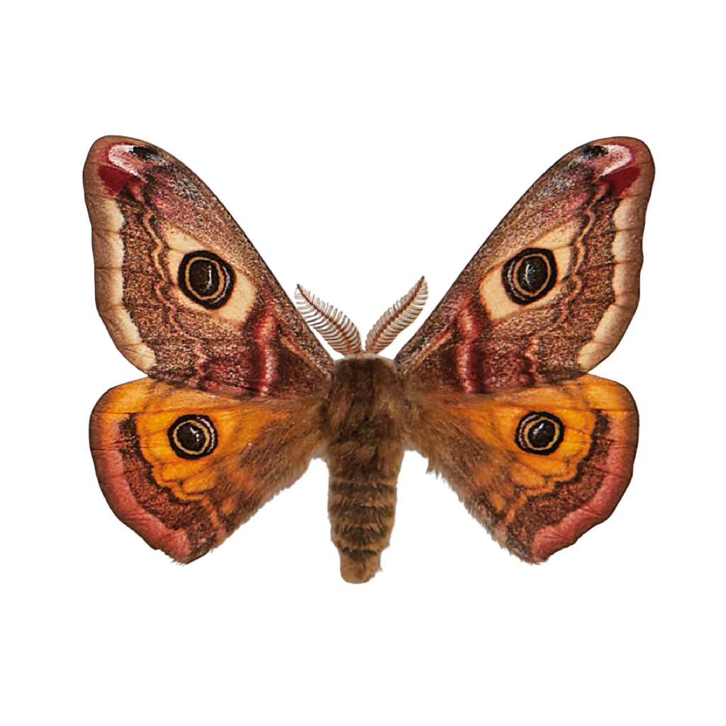 De &#039;Kleines Nachtpfauenauge&#039;, oftewel &#039;Nachtpauwoog&#039;.