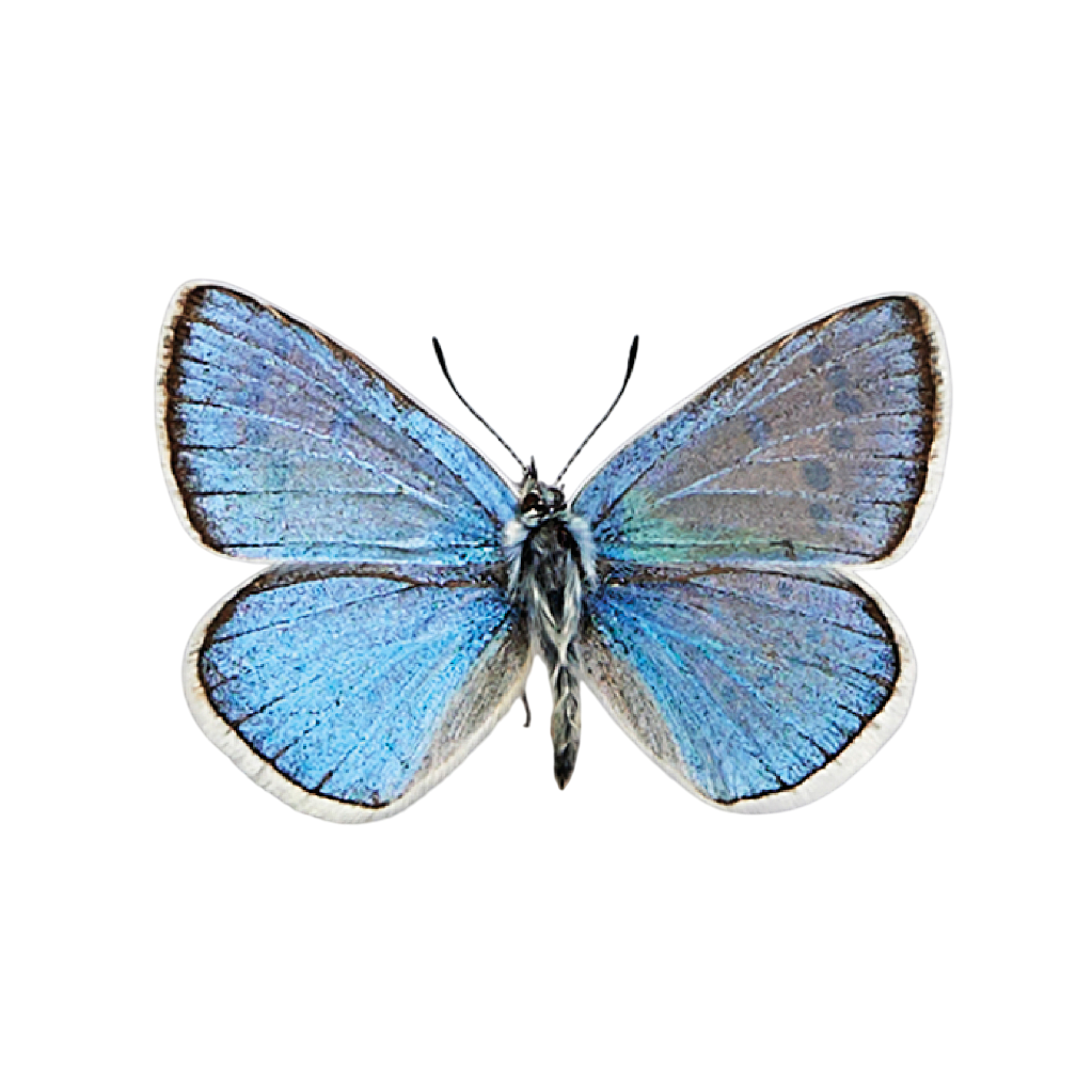 De &#039;Wundklee-Bläuling&#039;, oftewel het turkooisblauwtje.