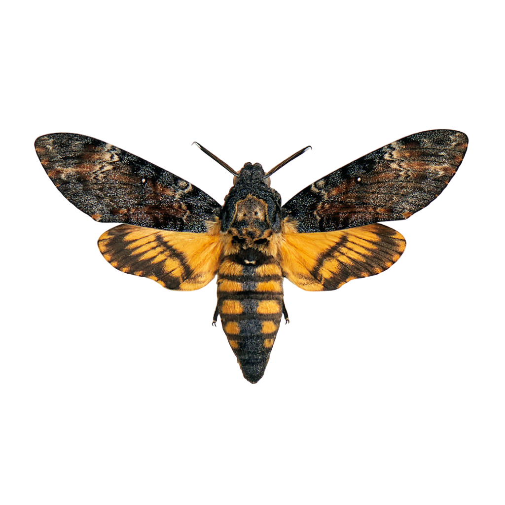 De &#039;Totenkopfschwärmer&#039;, oftewel de doodshoofdvlinder.