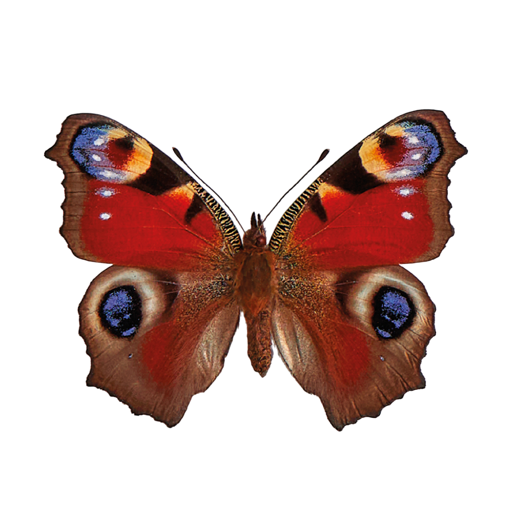 De &#039;Tagpfauenauge&#039;, oftewel dagpauwoog.