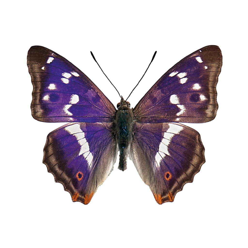 De &#039;Großen Schillerfalter&#039;, oftewel Grote weerschijnvlinder.