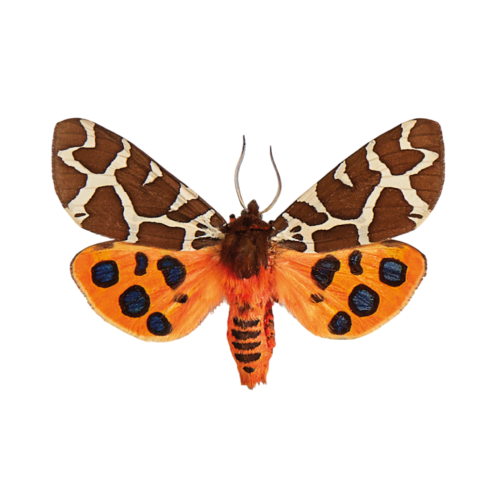 De &#039;Brauner Bär&#039;, oftewel Grote beervlinder.