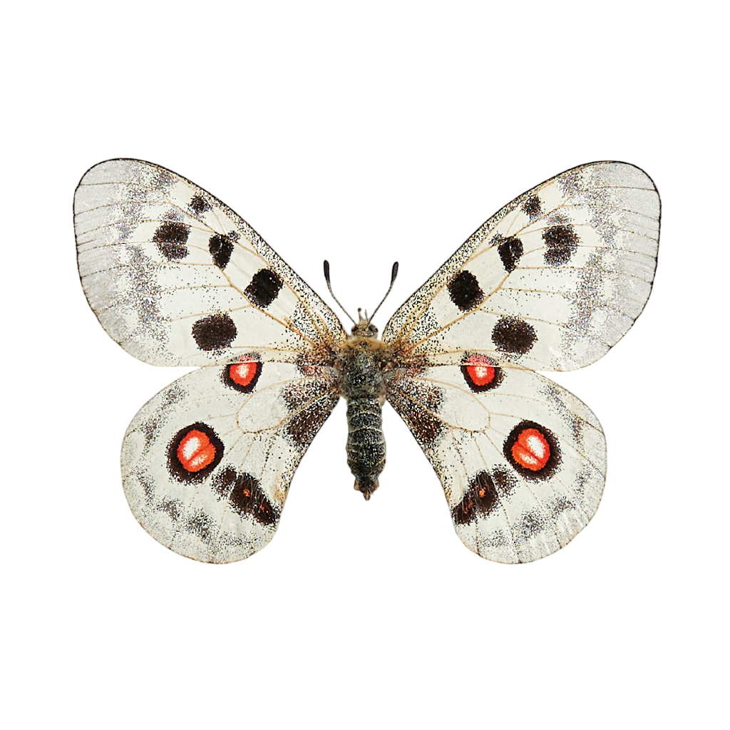 De &#039;Roter Apollo&#039;, oftewel Apollovlinder.