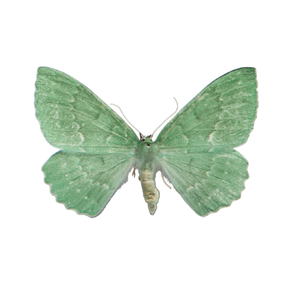 De &#039;Grünes Blatt&#039;, oftewel &#039;zomervlinder&#039;.