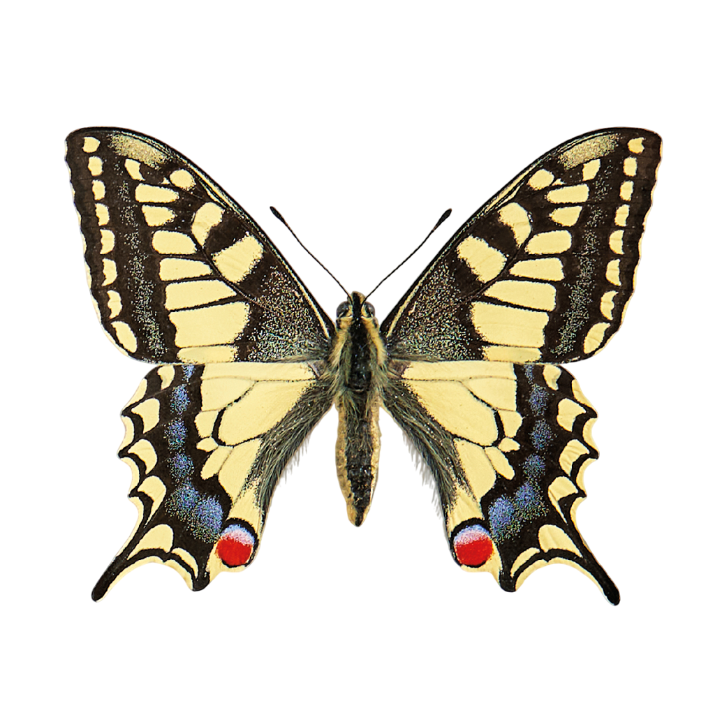 Promo van Lepidoptera, in opdracht van Dominik Eulberg