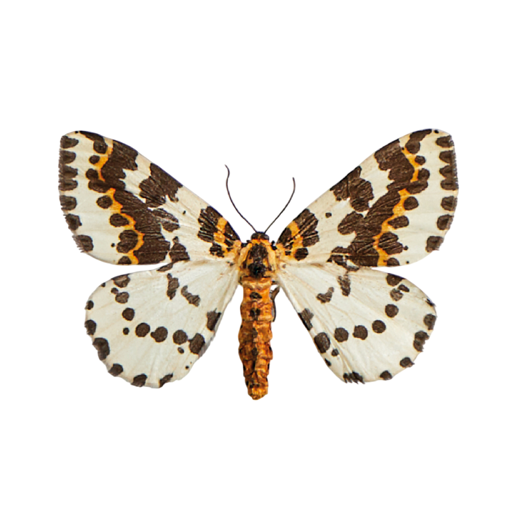 De &#039;Stachelbeerspanner&#039;, oftewel &#039;bonte bessenvlinder&#039;.