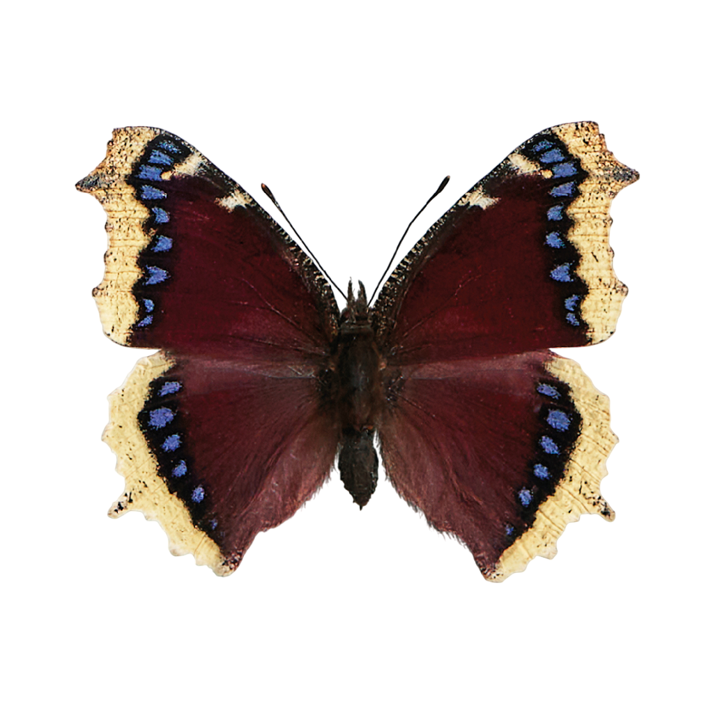 De &#039;Trauermantel&#039;, oftewel &#039;rouwmantel&#039;.