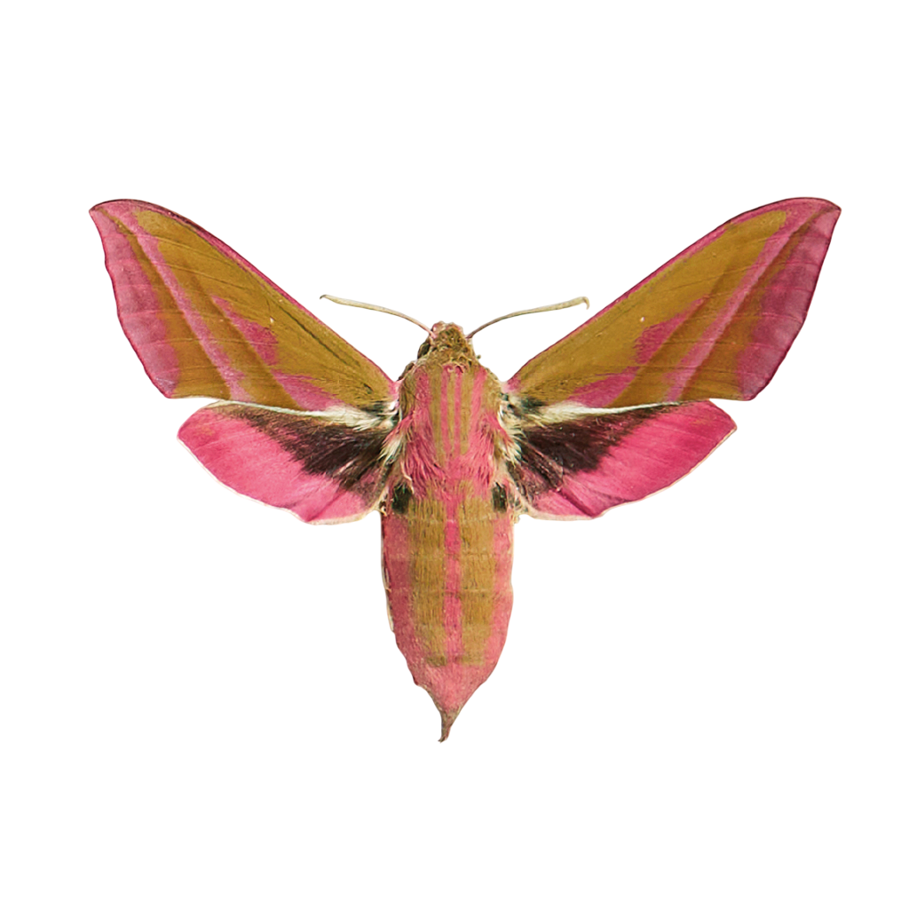 De &#039;Mittlerer Weinschwärmer&#039;, oftewel &#039;groot avondrood&#039;.