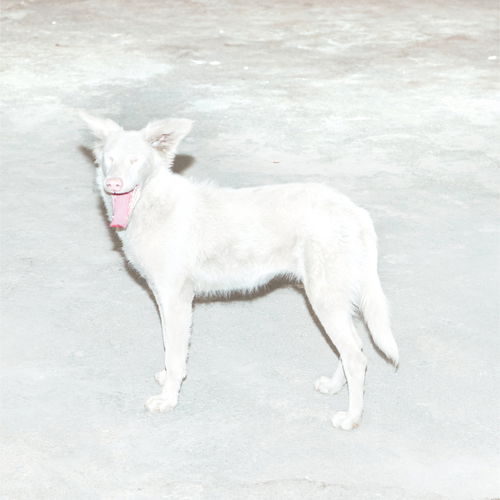 Artwork van Malandra, in opdracht van Ão